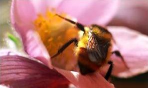 el lastre de las abejas